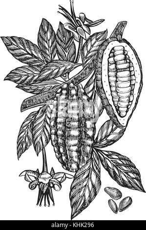 Schokolade Kakaobohnen Vector Illustration. graviert Stil Abbildung. skizziert Hand gezeichnet Kakaobohnen, Baum, Blätter und Zweige. Stock Vektor