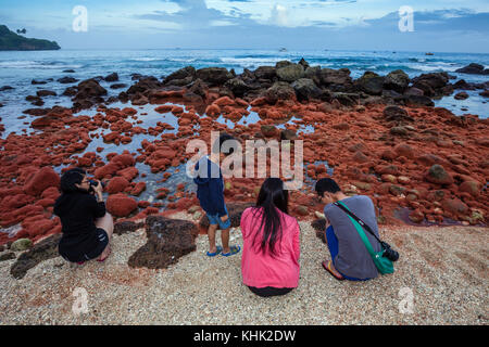 Kinder Krabben Rückkehr aus Meer, Gecarcoidea natalis, Christmas Island, Australien Stockfoto