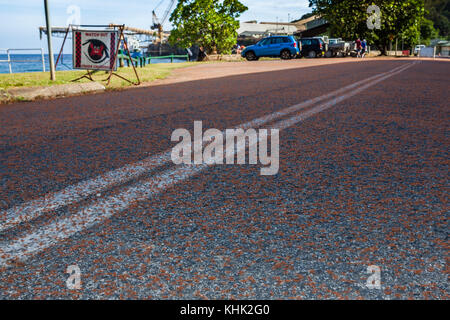 Kinder Krabben Migration durch Flying Fish Cove, Gecarcoidea natalis, Christmas Island, Australien Stockfoto