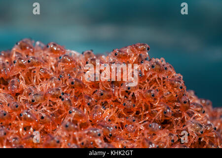 Kinder Krabben wieder an Land, Gecarcoidea natalis, Christmas Island, Australien Stockfoto