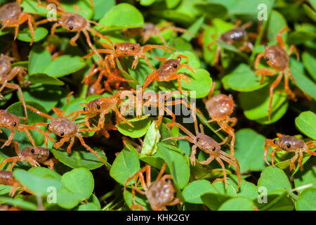 Kinder Krabben wieder an Land, Gecarcoidea natalis, Christmas Island, Australien Stockfoto