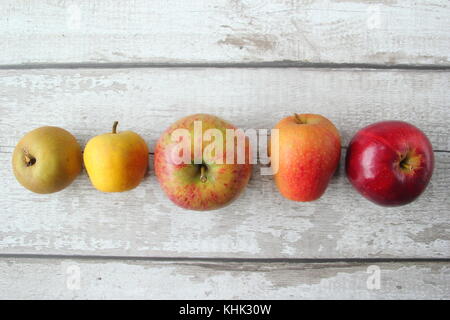 Englisch Apfelsorten auf Anzeige im Herbst, (L - R) Pitmaston Regremont Rotbraun, Ananas, neue Bess Pool, ribston Pippin, Red Devil) Großbritannien Stockfoto