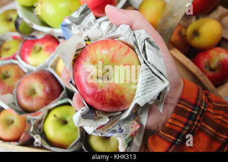 Frische Äpfel (Malus Domestica) einzeln in Zeitungspapier gewickelt und in Holz- fach gespeichert, um Fäulnis während der Lagerung zu verhindern Stockfoto