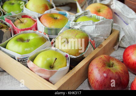 Frisch geerntete Äpfel (Malus Domestica) in Zeitungspapier gewickelt und in Holz- fach gespeichert, um Fäulnis im Herbst und Winter Lagerung verhindern, Großbritannien Stockfoto