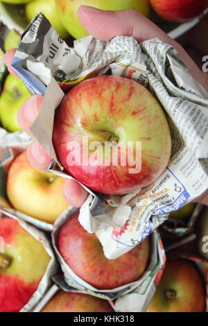 Frische Äpfel (Malus Domestica) einzeln in Zeitungspapier gewickelt und in Holz- fach gespeichert, um Fäulnis während der Lagerung zu verhindern Stockfoto
