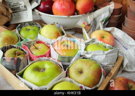 Frisch geerntete Äpfel (Malus Domestica) in Zeitungspapier gewickelt und in Holz- fach gespeichert, um Fäulnis im Herbst und Winter Lagerung verhindern, Großbritannien Stockfoto