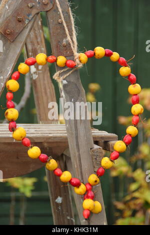 Hausgemachte herzförmige Bird Feeder mit Krabben Äpfel und Hagebutten in einen Englischen Garten an einem strahlenden Herbsttag, Großbritannien Stockfoto