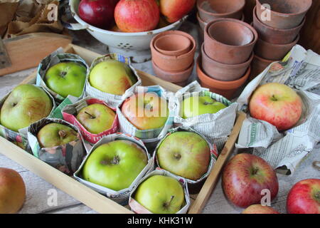 Frisch geerntete Äpfel (Malus Domestica) in Zeitungspapier gewickelt und in Holz- fach gespeichert, um Fäulnis im Herbst und Winter Lagerung verhindern, Großbritannien Stockfoto