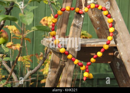 Hausgemachte herzförmige Bird Feeder mit Krabben Äpfel und Hagebutten in einen Englischen Garten an einem strahlenden Herbsttag, Großbritannien Stockfoto