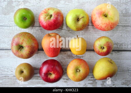 Englisch Apfel (Malus Domestica) Sorten auf Display inklusive Pitmaston Ananas, Newton Wunder und Worcester Pearmain, Herbst, Großbritannien Stockfoto