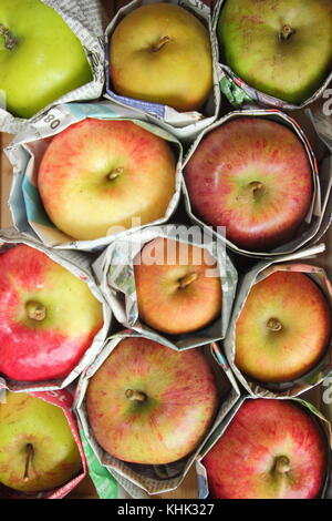 Frisch geerntete Äpfel (Malus domestica) in Zeitung eingewickelt, um Fäule während der Lagerung zu verhindern, Großbritannien Stockfoto