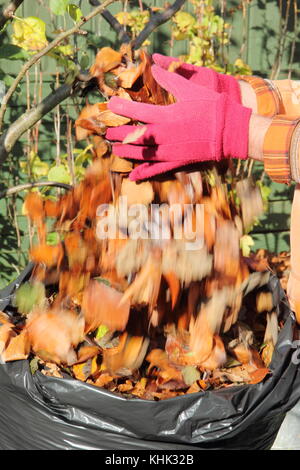 Abgefallene Blätter sind in eine schwarze Plastiktüte verpackt Blattform im späten Herbst/Winter (November), UK Stockfoto