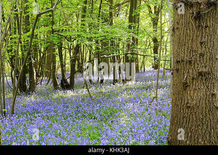 Bluebell Holz, East Sussex, UK Stockfoto