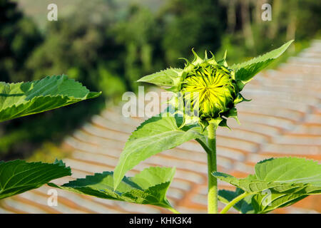 Junge Sonnenblume die Blume nicht vollständig in das Feld angebaut, Stockfoto