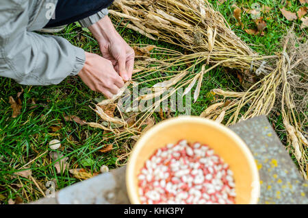 Junge Frau Hände nimmt eine weisse Bohnen Stockfoto