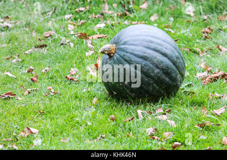 Große grüne Kürbis auf dem grünen Rasen, close-up Stockfoto