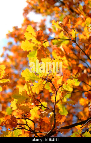 Eine kalte Herbst Szene mit fallender braune Blätter in einem Park in Harrow, London Stockfoto