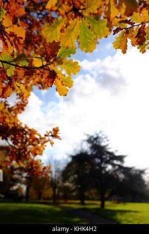 Eine kalte Herbst Szene mit fallender braune Blätter in einem Park in Harrow, London Stockfoto