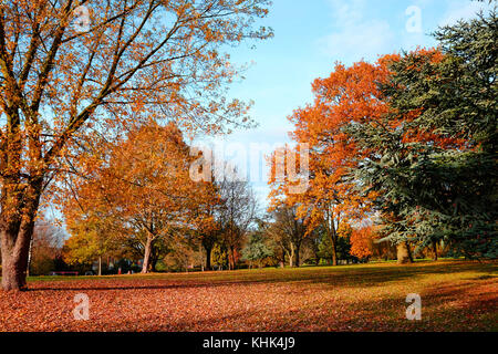 Eine kalte Herbst Szene mit fallender braune Blätter in einem Park in Harrow, London Stockfoto