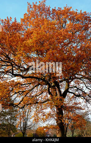 Eine kalte Herbst Szene mit fallender braune Blätter in einem Park in Harrow, London Stockfoto