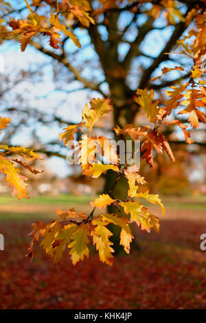 Eine kalte Herbst Szene mit fallender braune Blätter in einem Park in Harrow, London Stockfoto