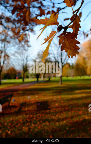 Eine kalte Herbst Szene mit fallender braune Blätter in einem Park in Harrow, London Stockfoto