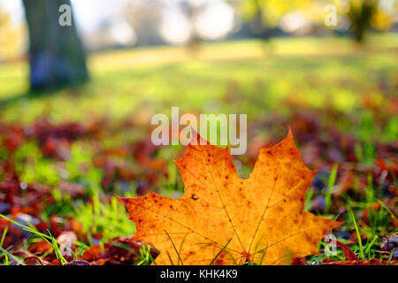 Eine kalte Herbst Szene mit fallender braune Blätter in einem Park in Harrow, London Stockfoto
