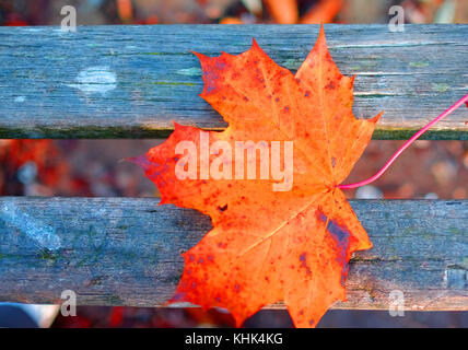 Ein Blatt fällt auf einer Parkbank im Herbst in einem Park in Harrow, London Stockfoto