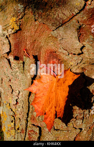 Ein Herbst Szene in einem Park in Harrow, London, wo ein gefallenes Blatt verfangen in den Stamm eines Baumes hat. Stockfoto