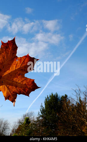 Eine kalte Herbst Szene mit fallender braune Blätter in einem Park in Harrow, London Stockfoto