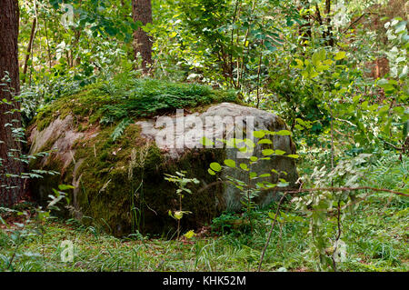 Ein grosser Stein im Wald mit Flechten bedeckt Stockfoto