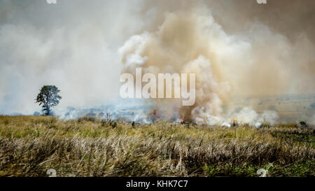Slash und Landwirtschaft im Murchison Nationalpark brennen, oder Feuer brach Anbau, ist eine Art der Haltung, das sich mit dem Schneiden und Brennen von Pflanzen in einer Fore Stockfoto