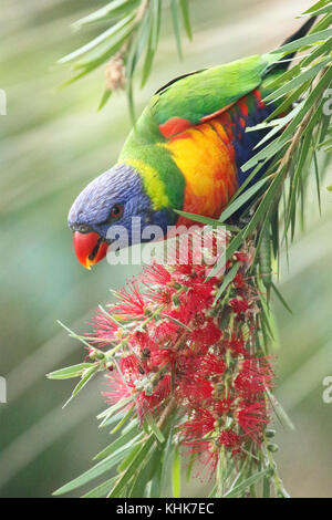 Ein Rainbow Lorikeet Fütterung auf rote Blumen in Küsten Australiens. Stockfoto