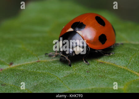 7-fleckiger Marienkäfer (Coccinella septempunctata), der auf Blatt ruht. Tipperary, Irland. Stockfoto