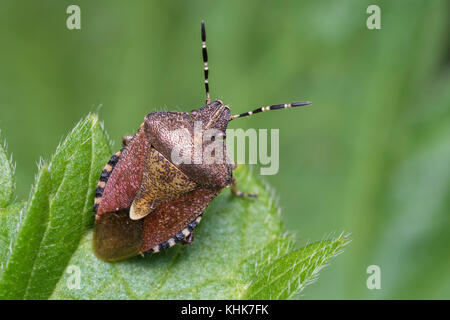 Behaart (Dolycoris baccarum Shieldbug) auf Blatt. Tipperary, Irland. Stockfoto