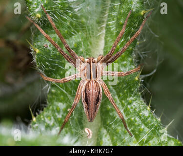 Baumschule-Web Spider (Pisaura mirabilis) auf Thistle Blatt. Tipperary, Irland Stockfoto