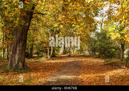 Herbst in Killarney Park Stockfoto