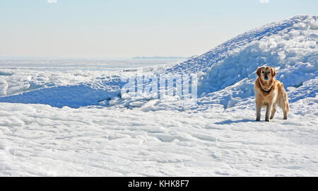 Labrador und gefrorene Meer mit Eisblöcke im Hintergrund Stockfoto