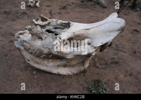 Matobo Nationalpark, Simbabwe - 17. Oktober 2011: Schädel eines jungen Rhino in Matobos pached National Park. Quelle: David Mbiyu/Alamy leben Nachrichten Stockfoto