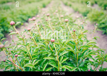 Junge ungeöffnete Pfingstrose Knospen Stockfoto