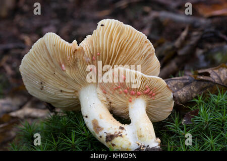 Rauchfarbiger Milchling, Rauchfarbiger Milchling, rosa verhärbende Milch, Rauchfarbiger Korallenreizker, Lactarius azonites, Lactarius fuliginosus va Stockfoto