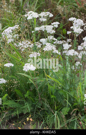 Schafgarbe, Schafgarbe, Gewöhnliche Wiesen-Schafgarbe, Schafgabe, Achillea millefolium, Schafgarbe, Common Yarrow, Achillée millefeuille, la Millefeuille Stockfoto