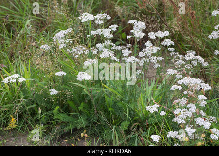 Schafgarbe, Schafgarbe, Gewöhnliche Wiesen-Schafgarbe, Schafgabe, Achillea millefolium, Schafgarbe, Common Yarrow, Achillée millefeuille, la Millefeuille Stockfoto