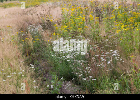 Schafgarbe, Schafgarbe, Gewöhnliche Wiesen-Schafgarbe, Schafgabe, Achillea millefolium, Schafgarbe, Common Yarrow, Achillée millefeuille, la Millefeuille Stockfoto