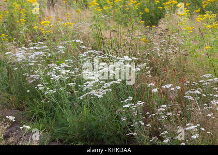 Schafgarbe, Schafgarbe, Gewöhnliche Wiesen-Schafgarbe, Schafgabe, Achillea millefolium, Schafgarbe, Common Yarrow, Achillée millefeuille, la Millefeuille Stockfoto