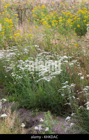Schafgarbe, Schafgarbe, Gewöhnliche Wiesen-Schafgarbe, Schafgabe, Achillea millefolium, Schafgarbe, Common Yarrow, Achillée millefeuille, la Millefeuille Stockfoto