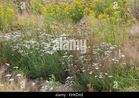Schafgarbe, Schafgarbe, Gewöhnliche Wiesen-Schafgarbe, Schafgabe, Achillea millefolium, Schafgarbe, Common Yarrow, Achillée millefeuille, la Millefeuille Stockfoto