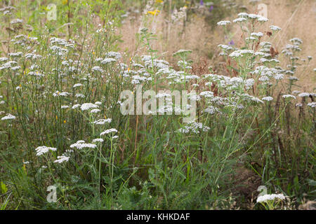 Schafgarbe, Schafgarbe, Gewöhnliche Wiesen-Schafgarbe, Schafgabe, Achillea millefolium, Schafgarbe, Common Yarrow, Achillée millefeuille, la Millefeuille Stockfoto