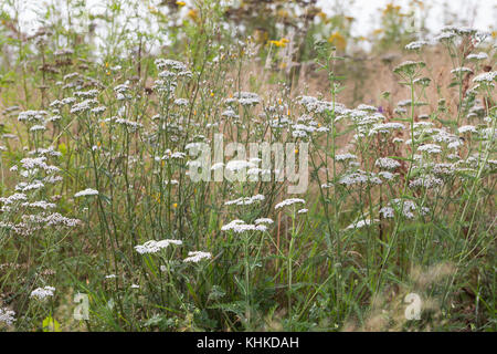 Schafgarbe, Schafgarbe, Gewöhnliche Wiesen-Schafgarbe, Schafgabe, Achillea millefolium, Schafgarbe, Common Yarrow, Achillée millefeuille, la Millefeuille Stockfoto