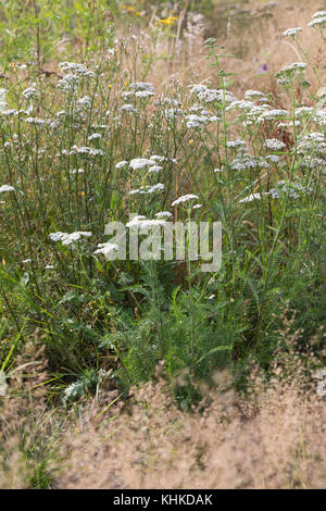 Schafgarbe, Schafgarbe, Gewöhnliche Wiesen-Schafgarbe, Schafgabe, Achillea millefolium, Schafgarbe, Common Yarrow, Achillée millefeuille, la Millefeuille Stockfoto